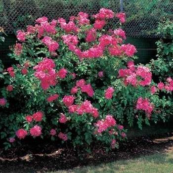 Propriétés médicinales de la rose rouge : Rosa gallica L.