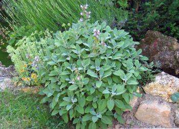 Propriétés médicinales de la sauge officinale : Salvia officinalis L.