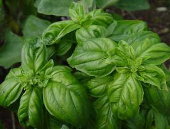 Propriétés médicinales du basilic : Ocimum basilicum L.