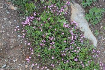 Propriétés médicinales du thym en capitules: Coridothymus capitatus L.