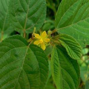 Vertus médicinales de la corète: Corchorus olitorius L.