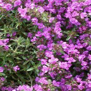 Vertus thérapeutiques du thym serpolet: Thymus serpyllum