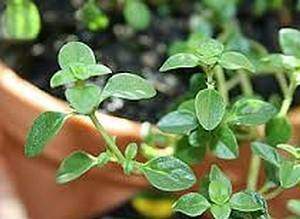 Propriétés médicinales du thym vulgaire: Thymus vulgaris L.