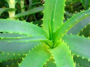 Aloès vrai Aloe vera L.: Une plante qui fait du bien :