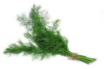 Aneth Anethum graveolens L.:Propriétés médicinales: