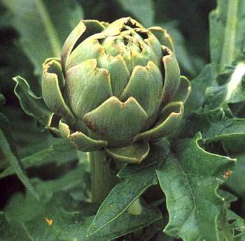 Artichaut Cynara scolymus L.:Propriétés médicinales