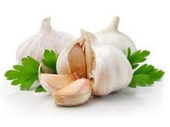 Bienfaits de l’ail Allium sativum: