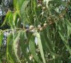 Eucalyptus globuleux Eucalyptus globulus Labill: propriétés médicinales