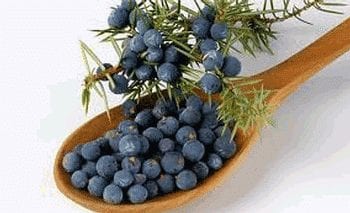 Le genévrier Juniperus communis L.: propriétés médicinales :