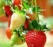Les avantages pour la santé des feuilles de fraisier :