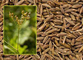 Les graines de Cumin Cuminum cyminum L. : Avantages pour la santé
