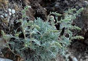 Propriétés médicinales de l’armoise champêtre: Artemisia campestris