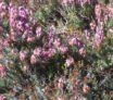 Propriétés médicinales de la bruyère multiflore: Erica multiflora L.
