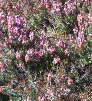 Propriétés médicinales de la bruyère multiflore: Erica multiflora L.