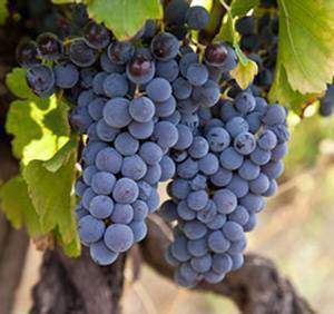 Propriétés médicinales de la vigne: Vitis vinifera L.