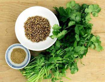 Tout sur les bienfaits du coriandre Coriandrum sativum L. :