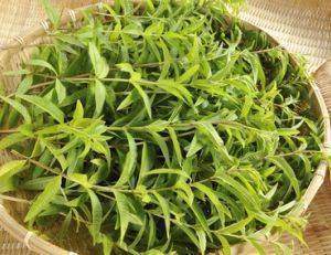 Verveine officinale Verbena officinalis L. : propriétés médicinales :