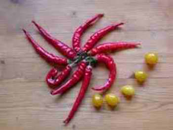 « La capsaïcine » une alternative naturelle contre la migraine