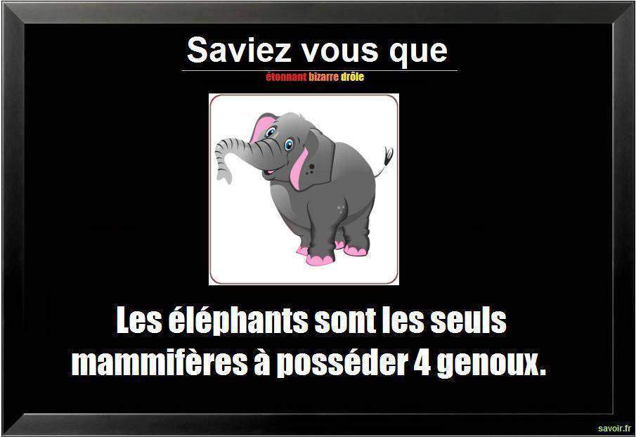 Saviez vous que les éléphants sont…