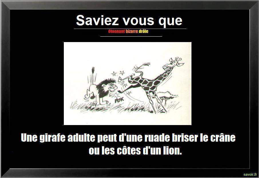 Saviez vous qu'une girafe  adulte peut…