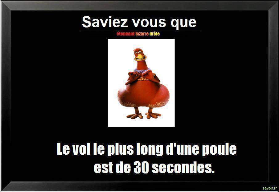 Saviez vous que le vol le plus long d'une poule…