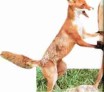 Les morsures de mammifères : Les renards et la rage