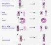 Les anomalies de structure équilibrées