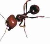 Les piqûres d'insectes : Les fourmis