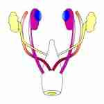 L’invention de la physiologie : le développement