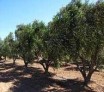 L'olivier : Où trouve-t-on les oliveraies ?