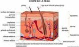 Pourquoi-a-t-on-des-poils-sur-le-pubis?