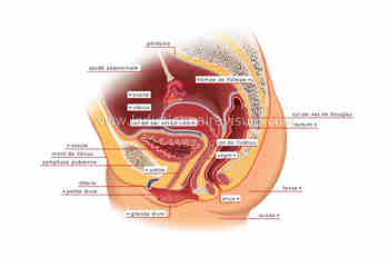 Enceinte avec sterilet Enceinte avec sterilet