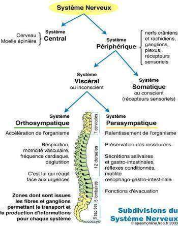 Le vieillissement du système nerveux : Le système nerveux - C'est Savoir.fr